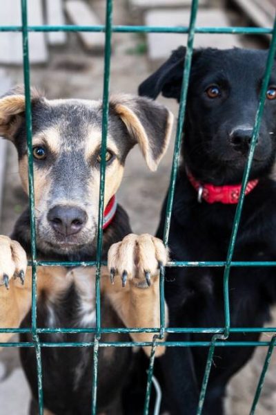 Protección animal - ingreso en prisión